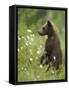 Eurasian Brown Bear (Ursus Arctos) Cub Standing and Looking, Suomussalmi, Finland, July 2008-Widstrand-Framed Stretched Canvas