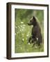 Eurasian Brown Bear (Ursus Arctos) Cub Standing and Looking, Suomussalmi, Finland, July 2008-Widstrand-Framed Photographic Print