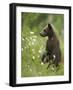 Eurasian Brown Bear (Ursus Arctos) Cub Standing and Looking, Suomussalmi, Finland, July 2008-Widstrand-Framed Photographic Print