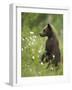 Eurasian Brown Bear (Ursus Arctos) Cub Standing and Looking, Suomussalmi, Finland, July 2008-Widstrand-Framed Photographic Print