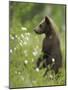 Eurasian Brown Bear (Ursus Arctos) Cub Standing and Looking, Suomussalmi, Finland, July 2008-Widstrand-Mounted Photographic Print