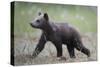 Eurasian Brown Bear (Ursus Arctos) Cub Walking, Suomussalmi, Finland, July 2008-Widstrand-Stretched Canvas