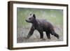 Eurasian Brown Bear (Ursus Arctos) Cub Walking, Suomussalmi, Finland, July 2008-Widstrand-Framed Photographic Print