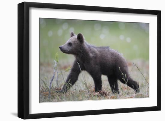 Eurasian Brown Bear (Ursus Arctos) Cub Walking, Suomussalmi, Finland, July 2008-Widstrand-Framed Photographic Print