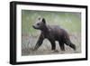 Eurasian Brown Bear (Ursus Arctos) Cub Walking, Suomussalmi, Finland, July 2008-Widstrand-Framed Photographic Print