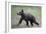 Eurasian Brown Bear (Ursus Arctos) Cub Walking, Suomussalmi, Finland, July 2008-Widstrand-Framed Photographic Print