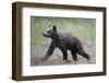 Eurasian Brown Bear (Ursus Arctos) Cub Walking, Suomussalmi, Finland, July 2008-Widstrand-Framed Photographic Print