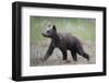 Eurasian Brown Bear (Ursus Arctos) Cub Walking, Suomussalmi, Finland, July 2008-Widstrand-Framed Photographic Print