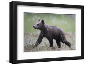 Eurasian Brown Bear (Ursus Arctos) Cub Walking, Suomussalmi, Finland, July 2008-Widstrand-Framed Photographic Print