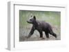 Eurasian Brown Bear (Ursus Arctos) Cub Walking, Suomussalmi, Finland, July 2008-Widstrand-Framed Photographic Print