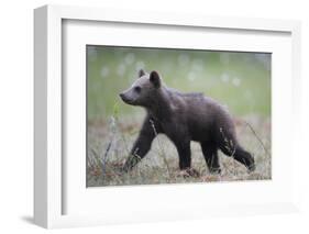 Eurasian Brown Bear (Ursus Arctos) Cub Walking, Suomussalmi, Finland, July 2008-Widstrand-Framed Photographic Print