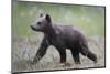 Eurasian Brown Bear (Ursus Arctos) Cub Walking, Suomussalmi, Finland, July 2008-Widstrand-Mounted Photographic Print