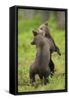 Eurasian Brown Bear (Ursus Arctos) Cubs Fighting While Playing, Suomussalmi, Finland, July 2008-Widstrand-Framed Stretched Canvas