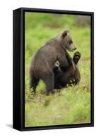 Eurasian Brown Bear (Ursus Arctos) Cubs Fighting While Playing, Suomussalmi, Finland, July 2008-Widstrand-Framed Stretched Canvas