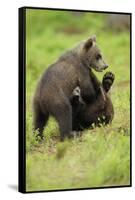 Eurasian Brown Bear (Ursus Arctos) Cubs Fighting While Playing, Suomussalmi, Finland, July 2008-Widstrand-Framed Stretched Canvas