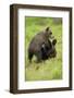 Eurasian Brown Bear (Ursus Arctos) Cubs Fighting While Playing, Suomussalmi, Finland, July 2008-Widstrand-Framed Premium Photographic Print