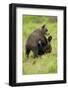 Eurasian Brown Bear (Ursus Arctos) Cubs Fighting While Playing, Suomussalmi, Finland, July 2008-Widstrand-Framed Premium Photographic Print