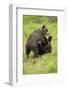 Eurasian Brown Bear (Ursus Arctos) Cubs Fighting While Playing, Suomussalmi, Finland, July 2008-Widstrand-Framed Premium Photographic Print