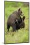 Eurasian Brown Bear (Ursus Arctos) Cubs Fighting While Playing, Suomussalmi, Finland, July 2008-Widstrand-Mounted Premium Photographic Print