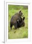 Eurasian Brown Bear (Ursus Arctos) Cubs Fighting While Playing, Suomussalmi, Finland, July 2008-Widstrand-Framed Photographic Print