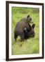 Eurasian Brown Bear (Ursus Arctos) Cubs Fighting While Playing, Suomussalmi, Finland, July 2008-Widstrand-Framed Photographic Print