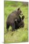 Eurasian Brown Bear (Ursus Arctos) Cubs Fighting While Playing, Suomussalmi, Finland, July 2008-Widstrand-Mounted Photographic Print