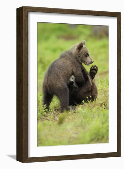 Eurasian Brown Bear (Ursus Arctos) Cubs Fighting While Playing, Suomussalmi, Finland, July 2008-Widstrand-Framed Photographic Print