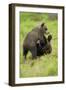 Eurasian Brown Bear (Ursus Arctos) Cubs Fighting While Playing, Suomussalmi, Finland, July 2008-Widstrand-Framed Photographic Print