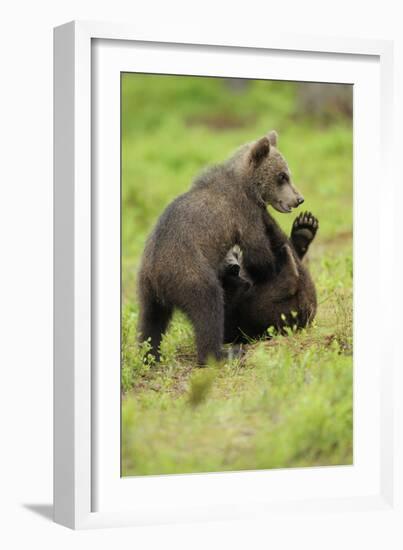 Eurasian Brown Bear (Ursus Arctos) Cubs Fighting While Playing, Suomussalmi, Finland, July 2008-Widstrand-Framed Photographic Print