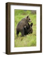 Eurasian Brown Bear (Ursus Arctos) Cubs Fighting While Playing, Suomussalmi, Finland, July 2008-Widstrand-Framed Photographic Print