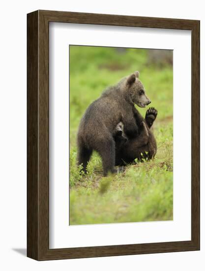 Eurasian Brown Bear (Ursus Arctos) Cubs Fighting While Playing, Suomussalmi, Finland, July 2008-Widstrand-Framed Photographic Print