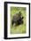 Eurasian Brown Bear (Ursus Arctos) Cubs Fighting While Playing, Suomussalmi, Finland, July 2008-Widstrand-Framed Photographic Print