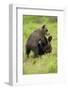 Eurasian Brown Bear (Ursus Arctos) Cubs Fighting While Playing, Suomussalmi, Finland, July 2008-Widstrand-Framed Photographic Print