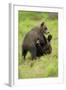 Eurasian Brown Bear (Ursus Arctos) Cubs Fighting While Playing, Suomussalmi, Finland, July 2008-Widstrand-Framed Photographic Print