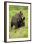 Eurasian Brown Bear (Ursus Arctos) Cubs Fighting While Playing, Suomussalmi, Finland, July 2008-Widstrand-Framed Photographic Print