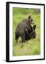 Eurasian Brown Bear (Ursus Arctos) Cubs Fighting While Playing, Suomussalmi, Finland, July 2008-Widstrand-Framed Photographic Print