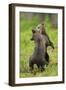 Eurasian Brown Bear (Ursus Arctos) Cubs Fighting While Playing, Suomussalmi, Finland, July 2008-Widstrand-Framed Photographic Print