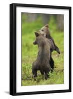 Eurasian Brown Bear (Ursus Arctos) Cubs Fighting While Playing, Suomussalmi, Finland, July 2008-Widstrand-Framed Photographic Print