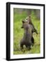 Eurasian Brown Bear (Ursus Arctos) Cubs Fighting While Playing, Suomussalmi, Finland, July 2008-Widstrand-Framed Photographic Print