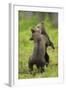 Eurasian Brown Bear (Ursus Arctos) Cubs Fighting While Playing, Suomussalmi, Finland, July 2008-Widstrand-Framed Photographic Print