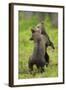 Eurasian Brown Bear (Ursus Arctos) Cubs Fighting While Playing, Suomussalmi, Finland, July 2008-Widstrand-Framed Photographic Print