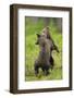 Eurasian Brown Bear (Ursus Arctos) Cubs Fighting While Playing, Suomussalmi, Finland, July 2008-Widstrand-Framed Photographic Print