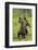 Eurasian Brown Bear (Ursus Arctos) Cubs Fighting While Playing, Suomussalmi, Finland, July 2008-Widstrand-Framed Photographic Print