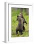 Eurasian Brown Bear (Ursus Arctos) Cubs Fighting While Playing, Suomussalmi, Finland, July 2008-Widstrand-Framed Photographic Print