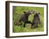 Eurasian Brown Bear (Ursus Arctos) Cubs Mouthing While Playing, Suomussalmi, Finland, July 2008-Widstrand-Framed Photographic Print