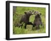 Eurasian Brown Bear (Ursus Arctos) Cubs Mouthing While Playing, Suomussalmi, Finland, July 2008-Widstrand-Framed Photographic Print