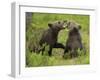 Eurasian Brown Bear (Ursus Arctos) Cubs Mouthing While Playing, Suomussalmi, Finland, July 2008-Widstrand-Framed Photographic Print