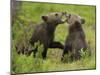 Eurasian Brown Bear (Ursus Arctos) Cubs Mouthing While Playing, Suomussalmi, Finland, July 2008-Widstrand-Mounted Photographic Print