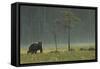 Eurasian Brown Bear (Ursus Arctos) in Early Evening, Kuhmo, Finland, July 2008-Widstrand-Framed Stretched Canvas