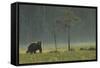 Eurasian Brown Bear (Ursus Arctos) in Early Evening, Kuhmo, Finland, July 2008-Widstrand-Framed Stretched Canvas